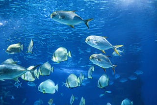 World Fisheries Day: Championing Sustainable Fishing Practices