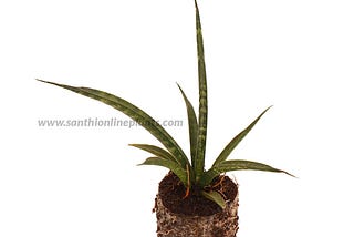 Sansevieria Fernwood Mikado-snake plant