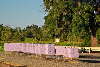 Orange County’s Beekeeping History Provides Insight into Increased Bee Activity