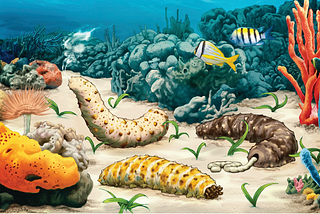 Several sea cucumbers living in a colorful environment of coral, tropical fish, anemones, and sea grass. One sea cucumber feeds, another spawns and the third releases excrement.