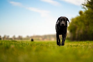 My Dog Got Me Through My Trauma