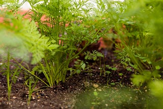 Grow Your Own Mini Herb Garden!