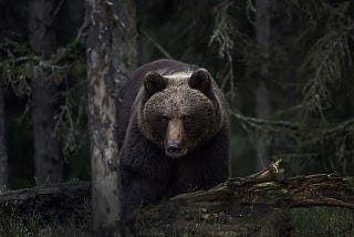 Debate rages as freed 800lb killer bears terrorise Italian villages