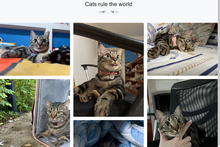 TISC CloudyNekos: Creating a CTF challenge with cat pictures