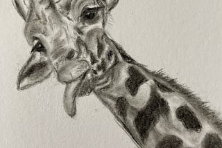 A Giraffe, A Bus..