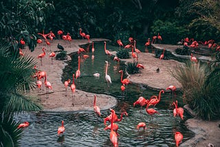 SEO & FLAMINGOS