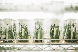 A decorative image of some plants in conical flasks, in a laboratory.