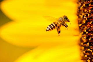 My Sudden Interest In Saving The Bees Has Nothing To Do With My Inability To Save My Marriage