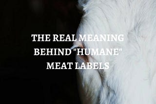 The Real Meaning Behind “Humane” Meat Labels