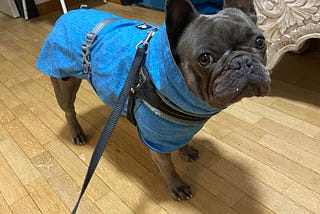 A Week of Dog Sitting at Lake Como, Italy
