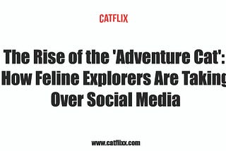 The Rise of the ‘Adventure Cat’: How Feline Explorers Are Taking Over Social Media