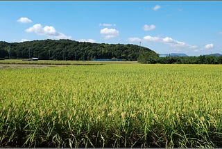 A field of maturing rice in the foreground, distant tree-covered hills behind, and white cumulus clouds in a blue sky.