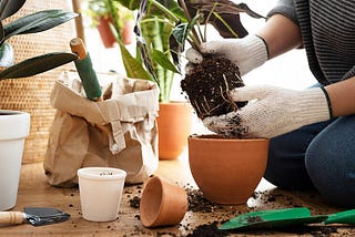 Guide to Repotting Your Houseplants