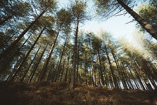 View from within the woods.