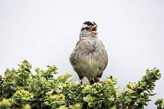 The Language of Sparrows