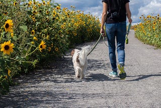 On walking a dog