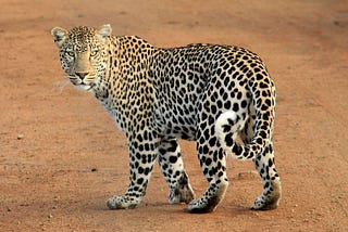 Can a leopard change its spots?