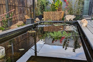 Two cats by a pond, A ginger and a Ragdoll, reflections of the red autumn leaves in the water.