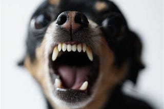 Western hegemony collapses into nincompoops and beheaded chihuahuas