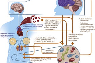 How bacteria can improve your mental health as well as your gut health