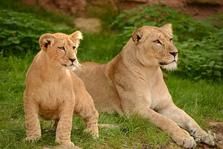 Photograph of reclining tan lioness and a cub against a background of green grass.