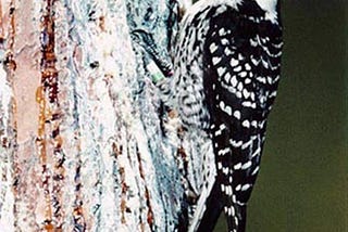 Red-Cockaded Woodpecker Birth an Endangered Species Act Success