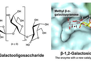 Novel Enzyme Found in Gut Bacteria Could Revolutionize Prebiotic Research