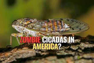 Zombie Cicadas: The Creepy Fungus Turning America’s Insects into the Walking Dead