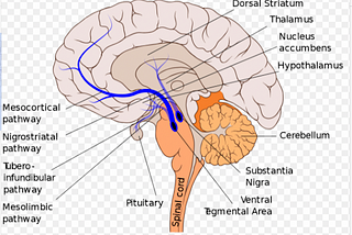 How to manage dopamine for motivation and to stop procrastination
