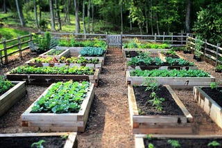 How to Grow a Thriving Vegetable Garden in Raised Beds