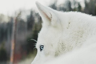 The White Wolf