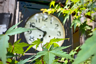 Antique clock, blurred in the background behind Japanese maple tree leaves