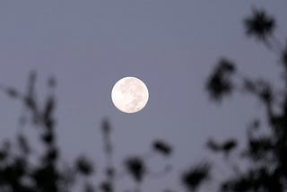 A full moon seen through the branches of a tree