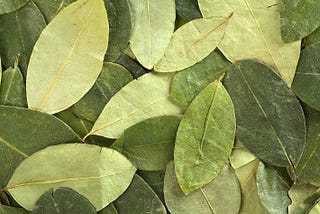 In Defense of the Coca Leaf