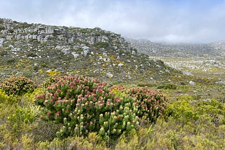Perfect Pagodas of Silvermine Nature Reserve
