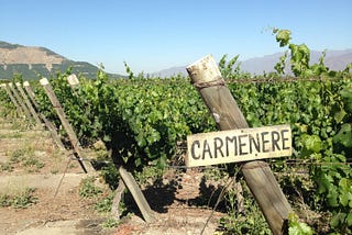 Carmenère: A Bordeaux Castoff Basks in Chilean Sun