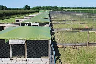 Two-Hundred Partridges Liberated