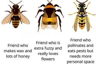 Wasps: The Misunderstood