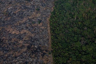 Amazon Deforestation: How Indigenous Land Rights can be a Solution