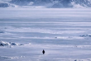 Why Is This Penguin Walking Alone Into the Mountains to Die?
