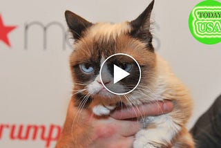 Grumpy Cat Dies; Her Spirit Will Live On, Family Says