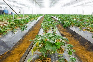 Traditional to LED: Transitioning Your Greenhouse Lighting System for Improved Efficiency