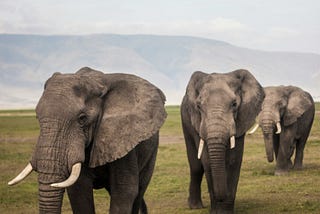 Three adult elephants stroll through a grassy field.