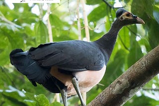 Burung Maleo Jenis Endemik Sulawesi Yang Terancam Punah