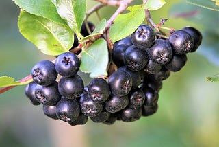 Aronia berries how to grow superfruit
