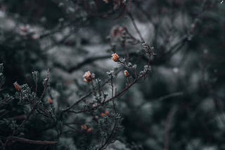 A close up of a graysh branch with small pink flowers. Very moody