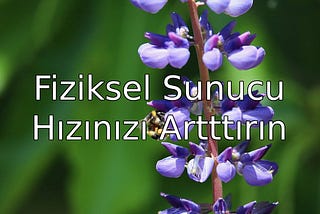 Fiziksel Sunucu ile Sitelerinizdeki Performans Artışı