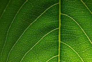 Un verano con menor huella de carbono
