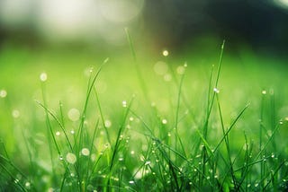 fresh green grass blades with dew drops