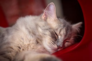 5 Ways to Become The Best friend of Your Cat